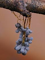 Attēlu rezultāti vaicājumam “Badhamia affinis spores”