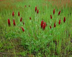 Image result for Trifolium incarnatum