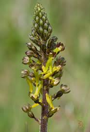 Attēlu rezultāti vaicājumam “Listera ovata fruit”