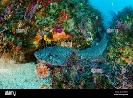 Image result for Poroderma pantherinum