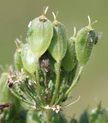Image result for Heracleum sphondylium