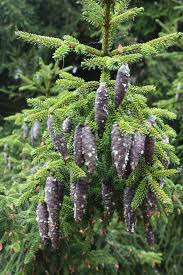 Attēlu rezultāti vaicājumam “Picea orientalis”