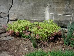 Attēlu rezultāti vaicājumam “Epimedium alpinum”