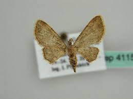 Attēlu rezultāti vaicājumam “Eupithecia icterata female”