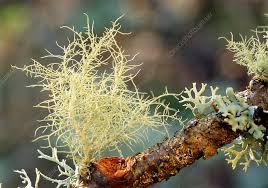 Attēlu rezultāti vaicājumam “Usnea subfloridana”