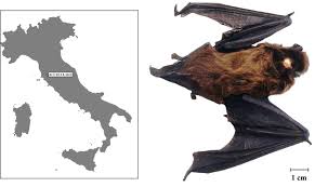 Attēlu rezultāti vaicājumam “Nyctalus leisleri”