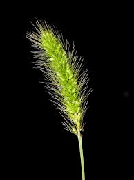 Attēlu rezultāti vaicājumam “Setaria viridis”