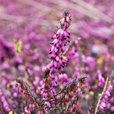 Attēlu rezultāti vaicājumam “Erica x darleyensis”