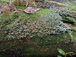 Attēlu rezultāti vaicājumam “Cladonia norvegica”