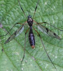 Attēlu rezultāti vaicājumam “Ptychoptera sp.”