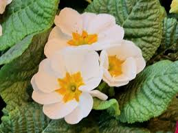 Attēlu rezultāti vaicājumam “Primula x polyantha”