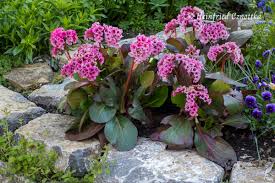 Image result for Bergenie