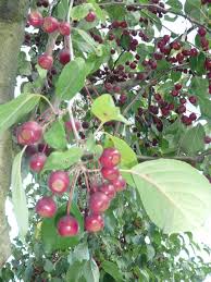 Attēlu rezultāti vaicājumam “Malus baccata”