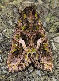 Attēlu rezultāti vaicājumam “Trachea atriplicis”