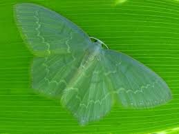 Attēlu rezultāti vaicājumam “Jodis putata”