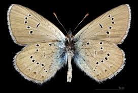 Attēlu rezultāti vaicājumam “Cyaniris semiargus male”