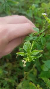 Attēlu rezultāti vaicājumam “Reticularia lobata young”