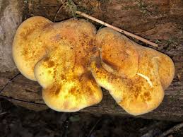 Attēlu rezultāti vaicājumam “Buglossoporus quercinus”