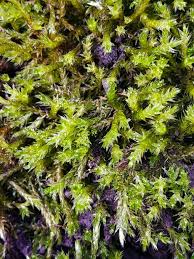 Attēlu rezultāti vaicājumam “Brachythecium salebrosum sporophyte”