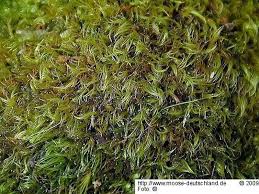 Attēlu rezultāti vaicājumam “Dicranella cerviculata”