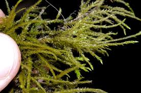 Attēlu rezultāti vaicājumam “Isothecium alopecuroides”