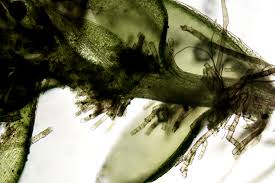 Attēlu rezultāti vaicājumam “Bryum moravicum”