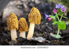 Attēlu rezultāti vaicājumam “Verpa bohemica”