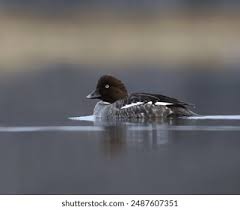 Attēlu rezultāti vaicājumam “Bucephala clangula female”