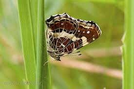 Attēlu rezultāti vaicājumam “Araschnia levana underside”