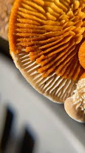 Attēlu rezultāti vaicājumam “Badhamia utricularis plasmodium”