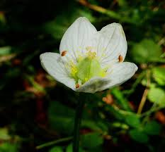 Attēlu rezultāti vaicājumam “Parnassia palustris flower”