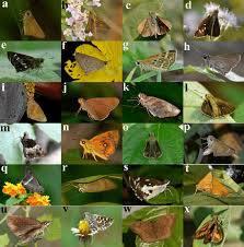 Attēlu rezultāti vaicājumam “Hesperiidae”