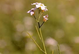 Attēlu rezultāti vaicājumam “Cardaminopsis arenosa fruit”