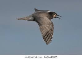 Attēlu rezultāti vaicājumam “Chlidonias niger”