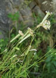 Attēlu rezultāti vaicājumam “Silene chlorantha”