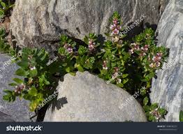 Attēlu rezultāti vaicājumam “Glaux maritima”