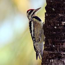 Image result for Sphyrapicus varius