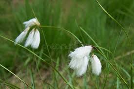 Attēlu rezultāti vaicājumam “Eriophorum latifolium flower”