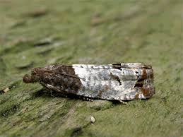 Attēlu rezultāti vaicājumam “Notocelia roborana”