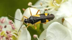 Attēlu rezultāti vaicājumam “Dryophilocoris flavoquadrimaculatus”