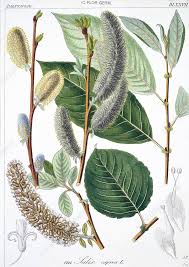 Attēlu rezultāti vaicājumam “Salix caprea leaf”