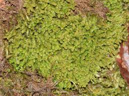 Attēlu rezultāti vaicājumam “Diplophyllum albicans”