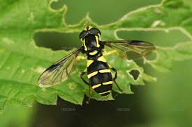 Attēlu rezultāti vaicājumam “Xanthogramma sp.”