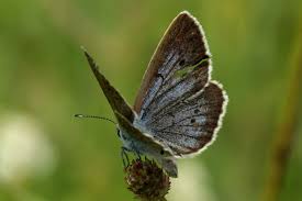 Attēlu rezultāti vaicājumam “Maculinea teleius”