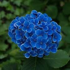 Attēlu rezultāti vaicājumam “Hydrangea”