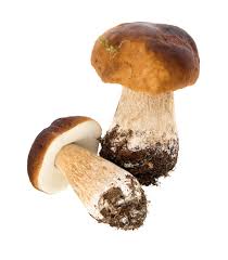 Attēlu rezultāti vaicājumam “Boletus edulis”