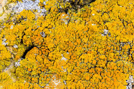 Attēlu rezultāti vaicājumam “Caloplaca saxicola”