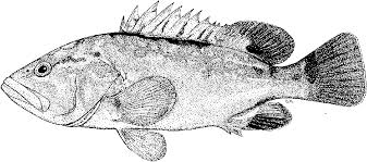 Image result for Epinephelus costae