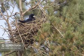 Attēlu rezultāti vaicājumam “Corvus frugilegus adult”