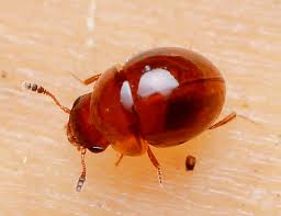 Attēlu rezultāti vaicājumam “Leiodidae”